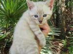 Snow lynx bengal kitten available for sale - Bengal Kitten For Sale - Saint Augustine&comma; FL&comma; US
