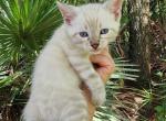 Snow lynx bengal kitten available for sale - Bengal Kitten For Sale - Saint Augustine&comma; FL&comma; US