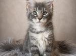 Giant Maine Coon Female Kitten no name yet - Maine Coon Kitten For Sale - Los Angeles&comma; CA&comma; US