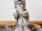 Her eyes are blue and brown look at it - Maine Coon Kitten For Sale - 