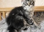 Cute boy no name yet Maine Coone giant - Maine Coon Kitten For Sale - 