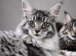 Hailen Male Maine Coone - Maine Coon Kitten For Sale - 