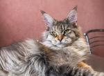Gemma Maine Coone Female kitten - Maine Coon Kitten For Sale - Los Angeles&comma; CA&comma; US