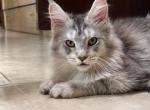Iverson giant Maine Coone male - Maine Coon Kitten For Sale/Service - Los Angeles&comma; CA&comma; US