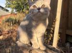 Kivia British short hair - British Shorthair Kitten For Sale - Maple Valley&comma; WA&comma; US