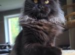Elba - Maine Coon Kitten For Sale - 