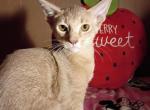 Tickle Me Fawn - Abyssinian Kitten For Sale - Plymouth&comma; WI&comma; US