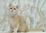 Irakli 1 - British Shorthair Kitten For Sale - Los Angeles&comma; CA&comma; US