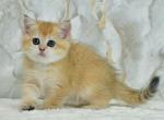 Faina - British Shorthair Kitten For Sale - Los Angeles&comma; CA&comma; US