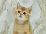 Fiksik - British Shorthair Kitten For Sale - Los Angeles&comma; CA&comma; US