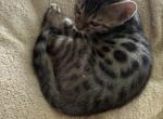 Jake - Bengal Kitten For Sale - 