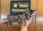 Walter - Bengal Kitten For Sale - Vandalia&comma; OH&comma; US
