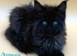 Miray - Maine Coon Kitten For Sale - Miami&comma; FL&comma; US