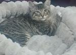 Bleu - Maine Coon Kitten For Sale - Las Vegas&comma; NV&comma; US