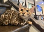 Tigger - Bengal Kitten For Sale - Howell&comma; MI&comma; US