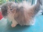 Cfa show quality dilute calico persian kitten - Persian Kitten For Sale - Woodburn&comma; IN&comma; US