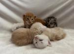Champion Bloodlines Tica Registered - Maine Coon Kitten For Sale - Narragansett&comma; RI&comma; US