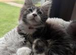 Midas - Maine Coon Kitten For Sale - Rockford&comma; IL&comma; US