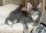 Sol - Maine Coon Kitten For Sale - 