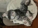 SILVER BENGALS - Bengal Kitten For Sale - Collingdale&comma; PA&comma; US