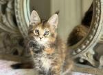 Stella - Maine Coon Kitten For Sale - Citrus Spgs&comma; FL&comma; US