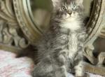 Luna - Maine Coon Kitten For Sale - 