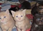 unnamed kittens - Maine Coon Kitten For Adoption - Portland&comma; MI&comma; US