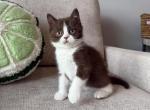 Scottish boy - Scottish Straight Kitten For Sale - Shakopee&comma; MN&comma; US