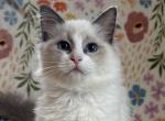 TICA Blue Bicolor Girl Avalon - Ragdoll Kitten For Sale - 