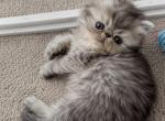 Coins Persian Kittens - Persian Kitten For Sale - Brookshire&comma; TX&comma; US