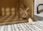 Chili - Maine Coon Kitten For Sale - Cisco&comma; TX&comma; US