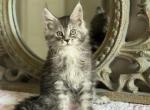 Aurora - Maine Coon Kitten For Sale - 