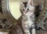 Vega - Maine Coon Kitten For Sale - Citrus Spgs&comma; FL&comma; US