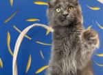 Blue  Sky - Maine Coon Kitten For Sale - 