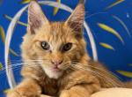 Zark - Maine Coon Kitten For Sale - Jacksonville&comma; FL&comma; US