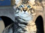 Moon Cat Maine Coon and Elf Sphynx mix - Maine Coon Kitten For Sale - Jacksonville&comma; FL&comma; US