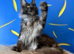 Black smoke babies - Maine Coon Kitten For Sale - Jacksonville&comma; FL&comma; US