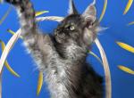 Black Smoke AnnaLissa - Maine Coon Kitten For Sale - Jacksonville&comma; FL&comma; US