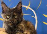 Torti First Light - Maine Coon Kitten For Sale - 