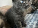 Poly Obsidian of Topaz - Polydactyl Kitten For Sale - WI&comma; US