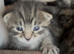 Mica of Dasha - Domestic Kitten For Sale - WI&comma; US