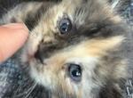 Amber of Topaz - Domestic Kitten For Sale - WI&comma; US