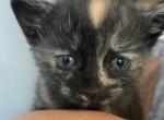 Poly Citrine of Topaz - Polydactyl Kitten For Sale - WI&comma; US