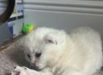 Opal - British Shorthair Kitten For Sale - Sun City Center&comma; FL&comma; US