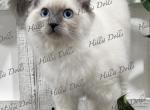 Traditional Blue Point Male Health Tested Parents - Ragdoll Kitten For Sale - Millersport&comma; OH&comma; US