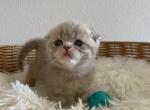 Beige Scottish Fold kitten - Scottish Fold Kitten For Sale - 