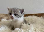 Bicolor Scottish kitten - Scottish Straight Kitten For Sale - Tacoma&comma; WA&comma; US