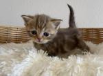 Chocolate Marble Scottish kitten - Scottish Straight Kitten For Sale - 