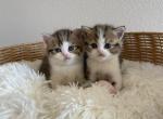 Girl Scottish Straight kitten - Scottish Straight Kitten For Sale - Tacoma&comma; WA&comma; US
