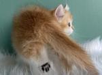 Grace ny12 - Scottish Straight Kitten For Sale - 